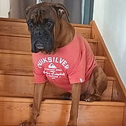Max a rejoint le concours — aidez-le/la à gagner de superbes lots ! animal, architecture, boxer, building, bulldog, canine, clothing, dog, frenchbulldog, hardwood, house, housing, indoors, interiordesign, pet, puppy, stainedwood, staircase, t_shirt, wood