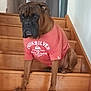 animal, architecture, boxer, building, bulldog, canine, clothing, dog, frenchbulldog, hardwood, house, housing, indoors, interiordesign, pet, puppy, stainedwood, staircase, t_shirt, wood