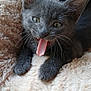 animal, cat, close_up, cozy, cute, domestic_cat, ears, feline, fluffy_blanket, fur, gray_cat, indoor, kitten, pet, playful, resting, soft_texture, tongue_out, whiskers, young_cat