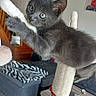 animal, blanket, cat, climbing, couch, curious, cute, domestic_cat, furniture, gray_cat, home, indoor, kitten, living_room, pet, playful, scratching_post, table, tile_floor, young_cat