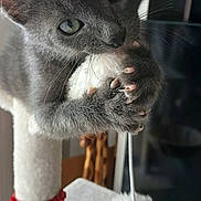 Snow participe au concours pour gagner de l'argent avec cette photo : animal, cat, cat_tree, claws, close_up, curious, cute, domestic_cat, eyes, feline, fur, gray_cat, hanging_toy, indoor, paws, pet, playful, scratching_post, toy, whiskers