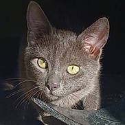 Snow participe au concours pour gagner de l'argent avec cette photo : animal, cat, close_up, curious, dark_background, domestic_cat, ears, eye_reflection, face, feline, fur, gray_cat, indoor, muzzle, nose, pet, portrait, sharp_focus, whiskers, yellow_eyes