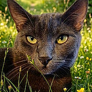 Snow participe au concours pour gagner de l'argent avec cette photo : animal, calm, cat, closeup, daylight, feline, flora, grass, gray_cat, greenery, meadow, nature, outdoor, pet, portrait, relaxed, summer, sunlight, wildflowers, yellow_eyes
