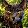 animal, calm, cat, closeup, daylight, feline, flora, grass, gray_cat, greenery, meadow, nature, outdoor, pet, portrait, relaxed, summer, sunlight, wildflowers, yellow_eyes