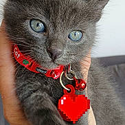 Snow a rejoint le concours — aidez-le/la à gagner de superbes lots ! kitten, cat, gray_cat, blue_eyes, close_up, pet, collar, bell, hand, indoor, cute, feline, animal, portrait, whiskers, fur, domestic_cat, young_cat, holding, red_collar
