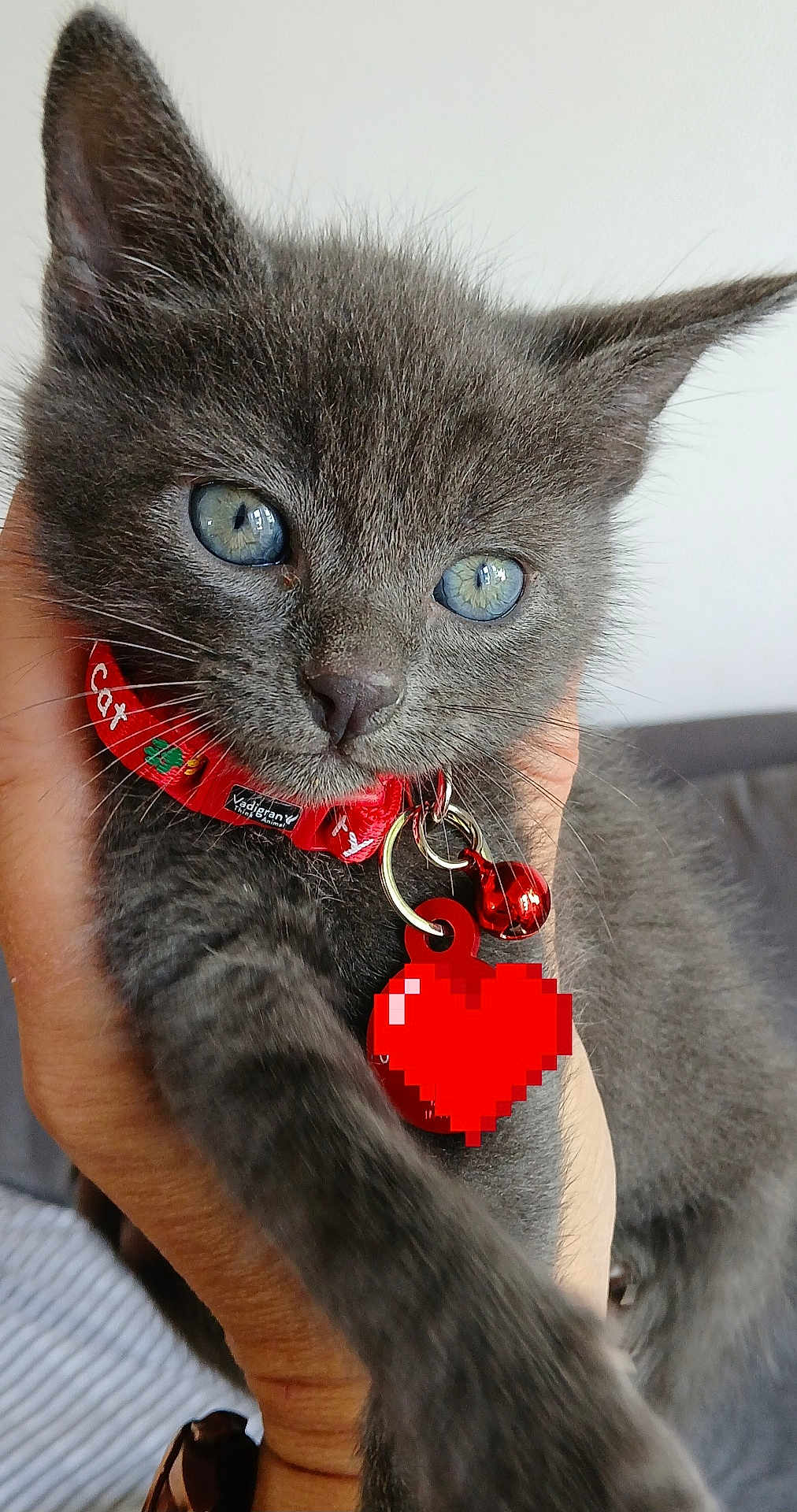 Snow a rejoint le concours — aidez-le/la à gagner de superbes lots ! kitten, cat, gray_cat, blue_eyes, close_up, pet, collar, bell, hand, indoor, cute, feline, animal, portrait, whiskers, fur, domestic_cat, young_cat, holding, red_collar