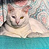 cat, white_cat, heterochromia, blue_eye, yellow_eye, feline, pet, indoor, cushion, patterned_background, relaxed, portrait, closeup, fur, animal, cute, whiskers, ears, resting, soft_light