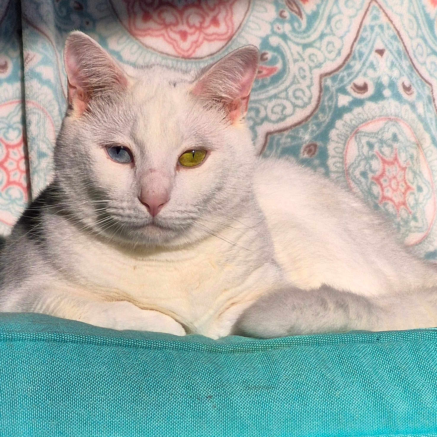 Olaf joined the competition — help win amazing prizes! cat, white_cat, heterochromia, blue_eye, yellow_eye, feline, pet, indoor, cushion, patterned_background, relaxed, portrait, closeup, fur, animal, cute, whiskers, ears, resting, soft_light