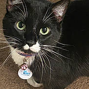 Tipster is registered to the contest to win money with this photo: cat, tuxedo_cat, pet, whiskers, green_eyes, collar, bell, tag, black_fur, white_fur, indoor, carpet, close_up, animal, cute, feline, looking_up, domestic_cat, young_cat, paw