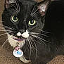 cat, tuxedo_cat, pet, whiskers, green_eyes, collar, bell, tag, black_fur, white_fur, indoor, carpet, close_up, animal, cute, feline, looking_up, domestic_cat, young_cat, paw