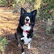 Maggie Mae joined the competition — help win amazing prizes! dog, border_collie, black_and_white, fur, collar, outdoors, pine_needles, trail, forest, happy, tongue, sitting, pet, canine, ears, eyes, nose, nature, sunlight, portrait