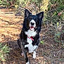 dog, border_collie, black_and_white, fur, collar, outdoors, pine_needles, trail, forest, happy, tongue, sitting, pet, canine, ears, eyes, nose, nature, sunlight, portrait