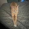 Max is registered to the contest to win money with this photo: cat, ginger_cat, orange_cat, feline, pet, animal, bed, bedspread, quilt, bedroom, indoor, portrait, stretching, lying_down, front_view, ears, whiskers, green_eyes, charging_cable, cozy