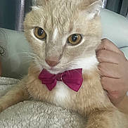 Max is registered to the contest to win money with this photo: cat, pet, animal, cream_cat, fluffy, long_hair, bow_tie, pink_bow_tie, amber_eyes, whiskers, pointed_ears, close_up, portrait, indoors, blanket, cozy, hand, held, seated, cute