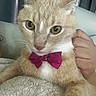 cat, pet, animal, cream_cat, fluffy, long_hair, bow_tie, pink_bow_tie, amber_eyes, whiskers, pointed_ears, close_up, portrait, indoors, blanket, cozy, hand, held, seated, cute