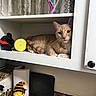 cat, ginger_cat, feline, pet, animal, face, eyes, whiskers, ears, fur, orange_fur, sitting, lying_down, kitchen, cupboard, shelf, mason_jars, straws, paper_towel, sunflowers