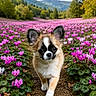 dog, puppy, small_dog, papillon, outdoor, flower_field, cyclamen, pink_flowers, woodland, forest, mountains, mountain_landscape, autumn, trees, nature, dirt_path, walking, fluffy_fur, large_ears, animal_portrait