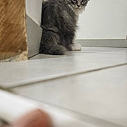 Ayaan a rejoint le concours — aidez-le/la à gagner de superbes lots ! kitten, cat, gray_fur, fluffy, pet, animal, indoor, floor, tile, wall, corner, curious, young, feline, small, cute, whiskers, ears, paw, looking