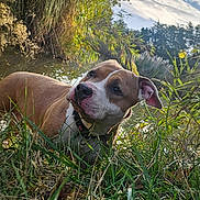 Ucca participe au concours pour gagner de l'argent avec cette photo : dog, grass, water, outdoor, nature, sky, clouds, greenery, canine, animal, pet, collar, pond, sunlight, bushes, daytime, mammal, ears, snout, relaxing
