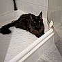 Umber a rejoint le concours — aidez-le/la à gagner de superbes lots ! black_cat, cat, pet, animal, indoor, shower, bathroom, tile, floor, white, yellow_eyes, feline, fur, relaxed, laying_down, domestic_cat, corner, clean, quiet, curious