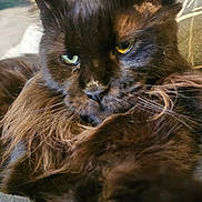 Umber participe au concours pour gagner de l'argent avec cette photo : cat, close_up, fluffy, brown_fur, heterochromia, relaxed, indoor, pet, animal, feline, whiskers, ears, nose, couch, soft_texture, portrait, sleepy, face, eyes, furry