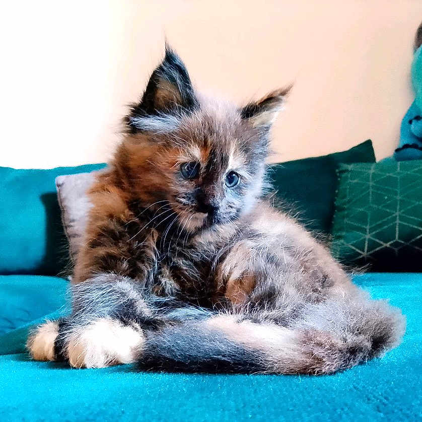 Avanna participe au concours pour gagner de l'argent avec cette photo : animal_portrait, blue_eyes, cat, couch, cozy, cushion, cute, domestic_animal, feline, fluffy, fur, indoor, kitten, living_room, pet, plush_toy, relaxed, resting, sofa, young_animal