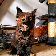 Avanna a rejoint le concours — aidez-le/la à gagner de superbes lots ! cat, kitten, tortoiseshell, ginger_cat, pet, animal, indoor, floor, scratching_post, blanket, furniture, cute, fur, whiskers, ears, playful, relaxed, young, domestic_cat, cozy