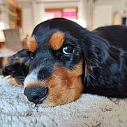 Alia participe au concours pour gagner de l'argent avec cette photo : animal, black_and_tan, canine, close_up, cute, dog, domestic_animal, face, fluffy, fur, home, indoor, lying_down, pet, portrait, puppy, relaxed, snout, soft_texture, young_dog