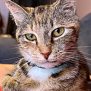 Rexie joined the competition — help win amazing prizes! animal, cat, close_up, collar, cute, domestic_cat, face, feline, fur, indoor, mammal, paw, pet, portrait, red_surface, relaxed, resting, tabby, whiskers, yellow_eyes