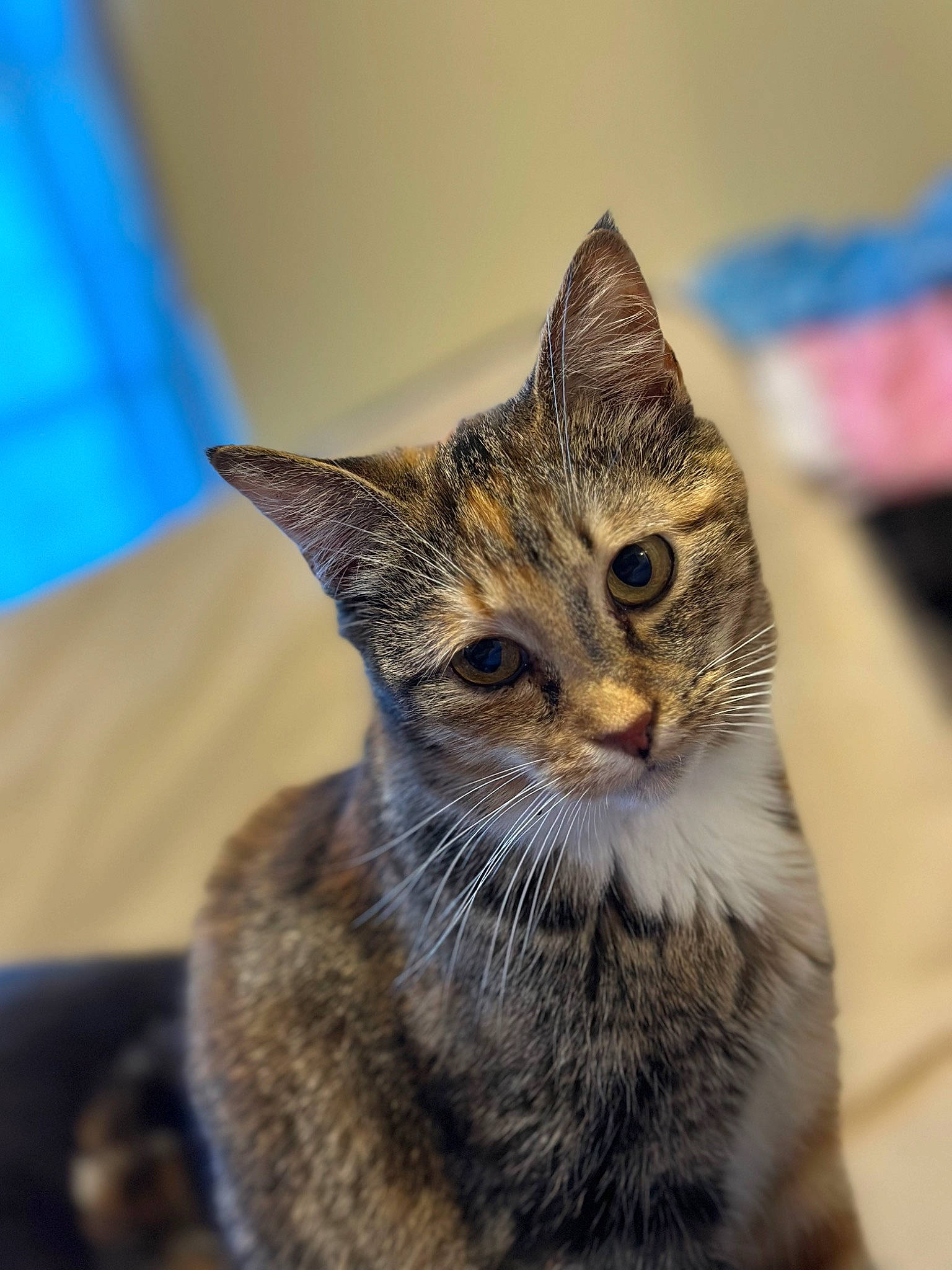 Rexie is registered to the contest to win money with this photo: art, carnivore, cat, domestic_short_haired_cat, felidae, fur, paw, small_to_medium_sized_cats, snout, terrestrial_animal, whiskers, wildlife