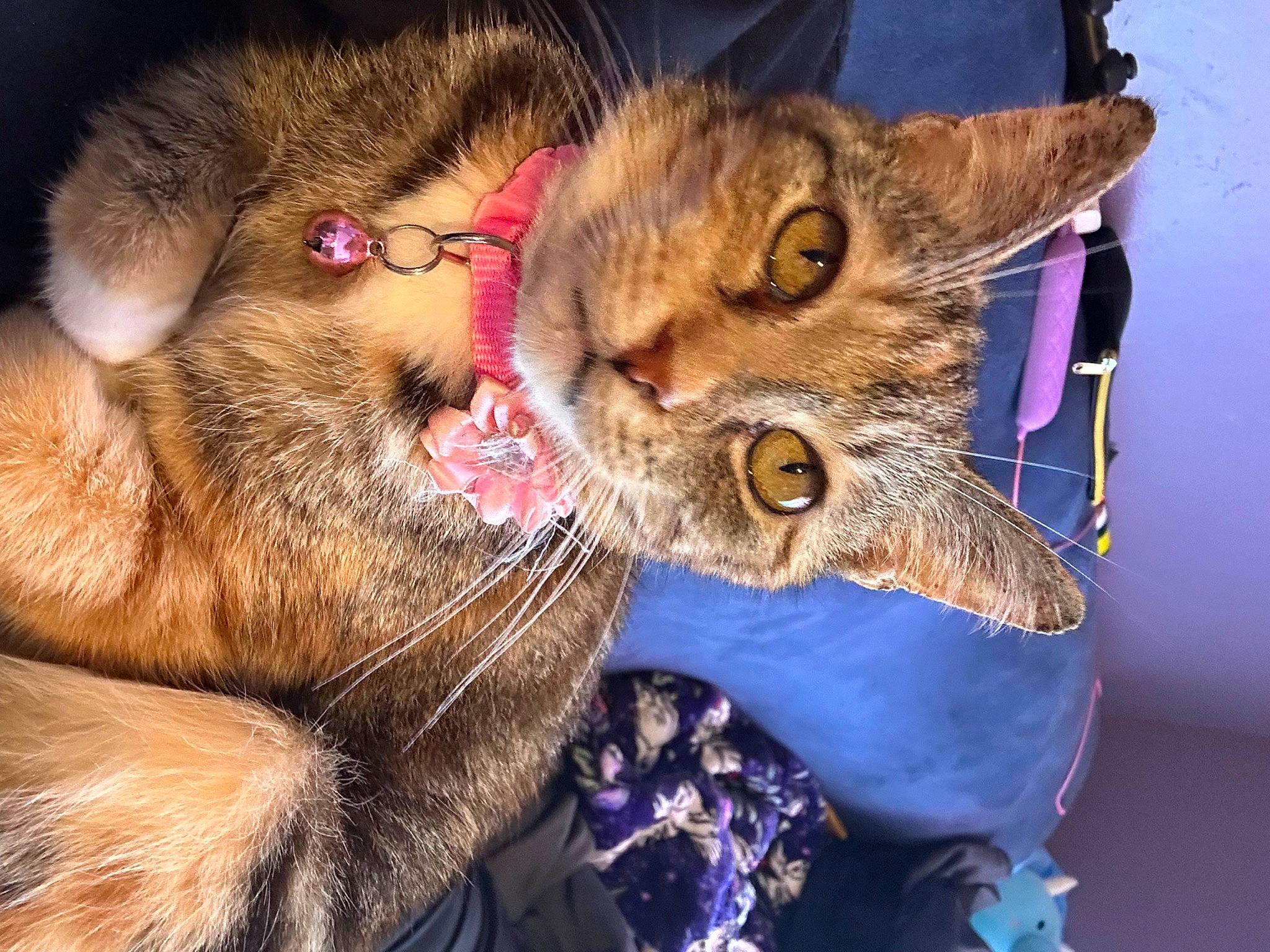 Rexie is registered to the contest to win money with this photo: carnivore, cat, claw, comfort, domestic_short_haired_cat, ear, electric_blue, eye, felidae, fur, gesture, glasses, paw, small_to_medium_sized_cats, snout, tail, terrestrial_animal, whiskers, wildlife