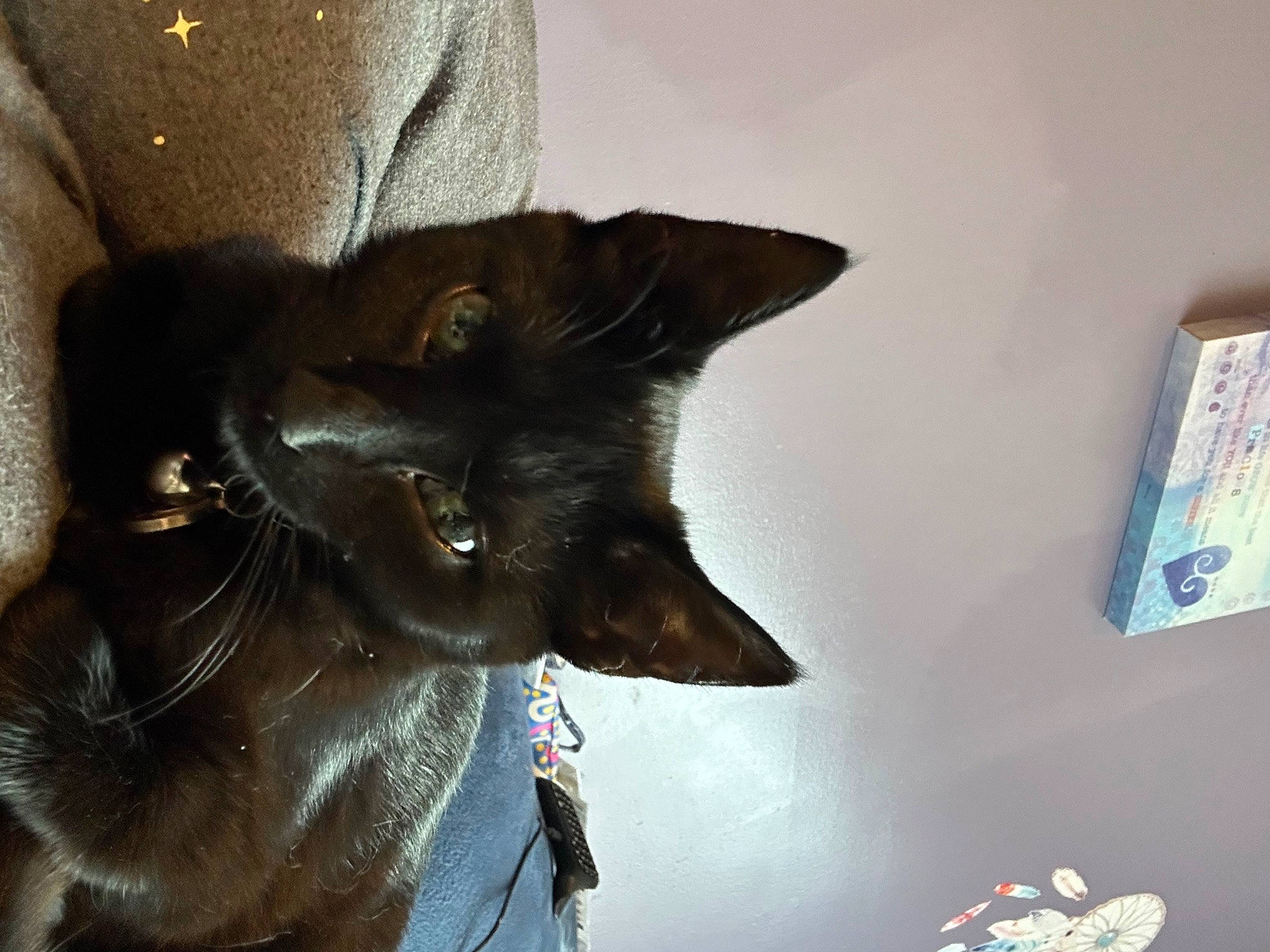 Raven joined the competition — help win amazing prizes! black_cat, carmine, carnivore, cat, cat_supply, domestic_short_haired_cat, ear, fashion_accessory, felidae, fur, havana_brown, liver, picture_frame, small_to_medium_sized_cats, snout, tail, terrestrial_animal, whiskers, window, working_animal