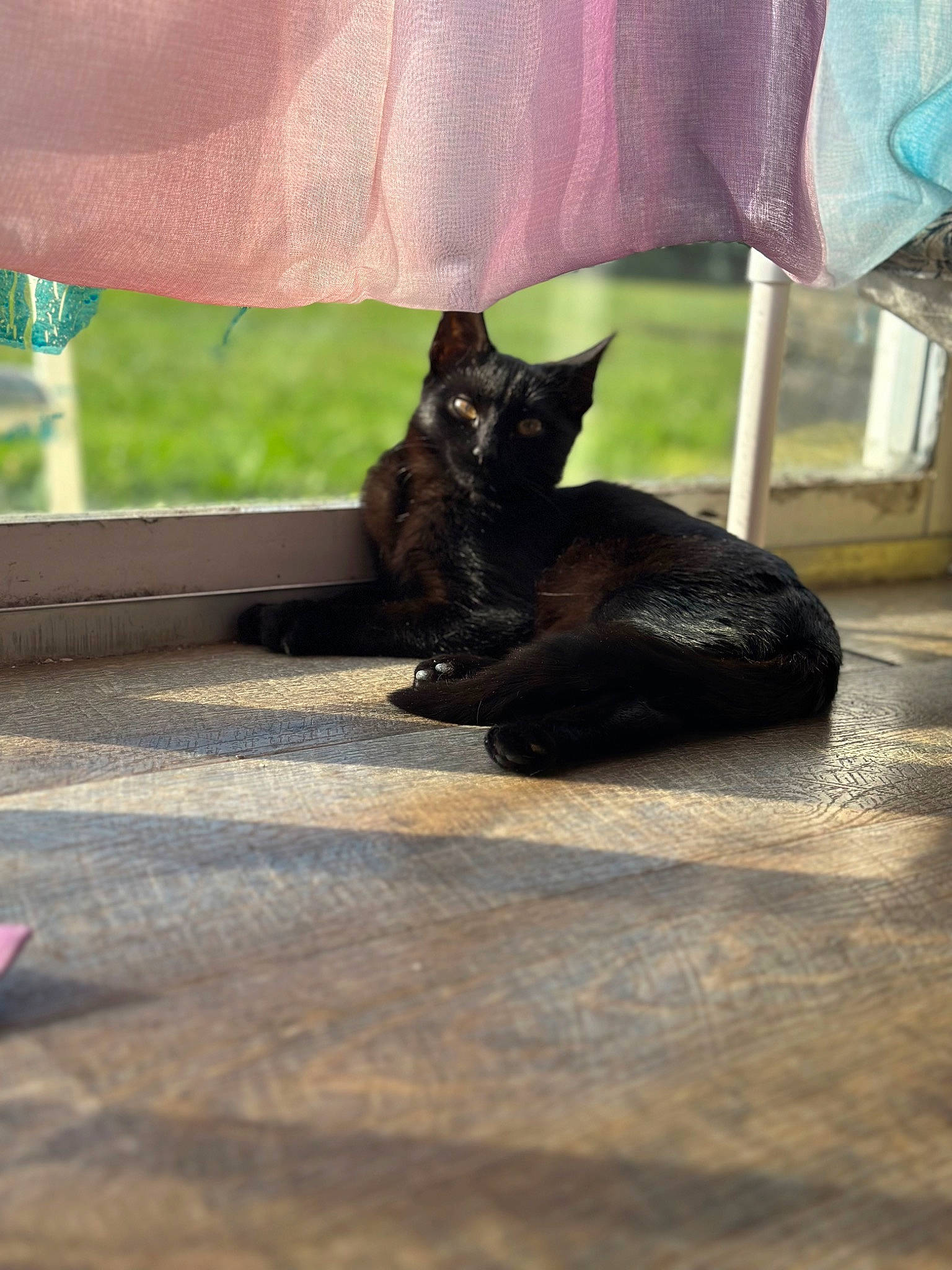 Raven is registered to the contest to win money with this photo: black_cat, canidae, carnivore, cat, claw, dog_breed, domestic_short_haired_cat, felidae, foot, fur, grass, human_leg, small_to_medium_sized_cats, snout, tail, terrestrial_animal, thigh, tints_and_shades, whiskers, wood