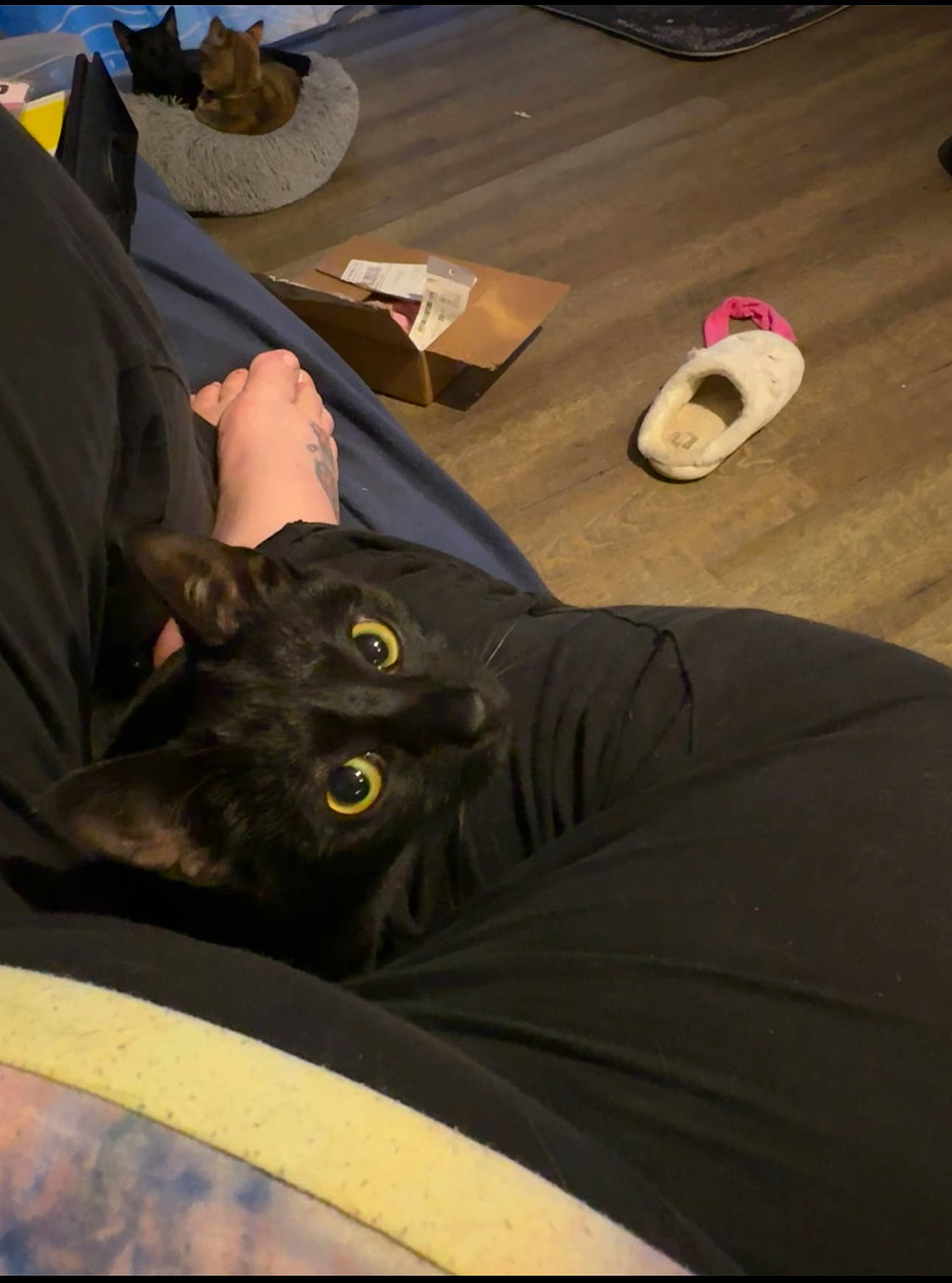 Raven joined the competition — help win amazing prizes! automotive_tire, automotive_wheel_system, carmine, carnivore, cat, comfort, felidae, flooring, hat, human_leg, personal_protective_equipment, shoe, sitting, sleeve, small_to_medium_sized_cats, sneakers, sporting_group, sun_hat, t_shirt, whiskers