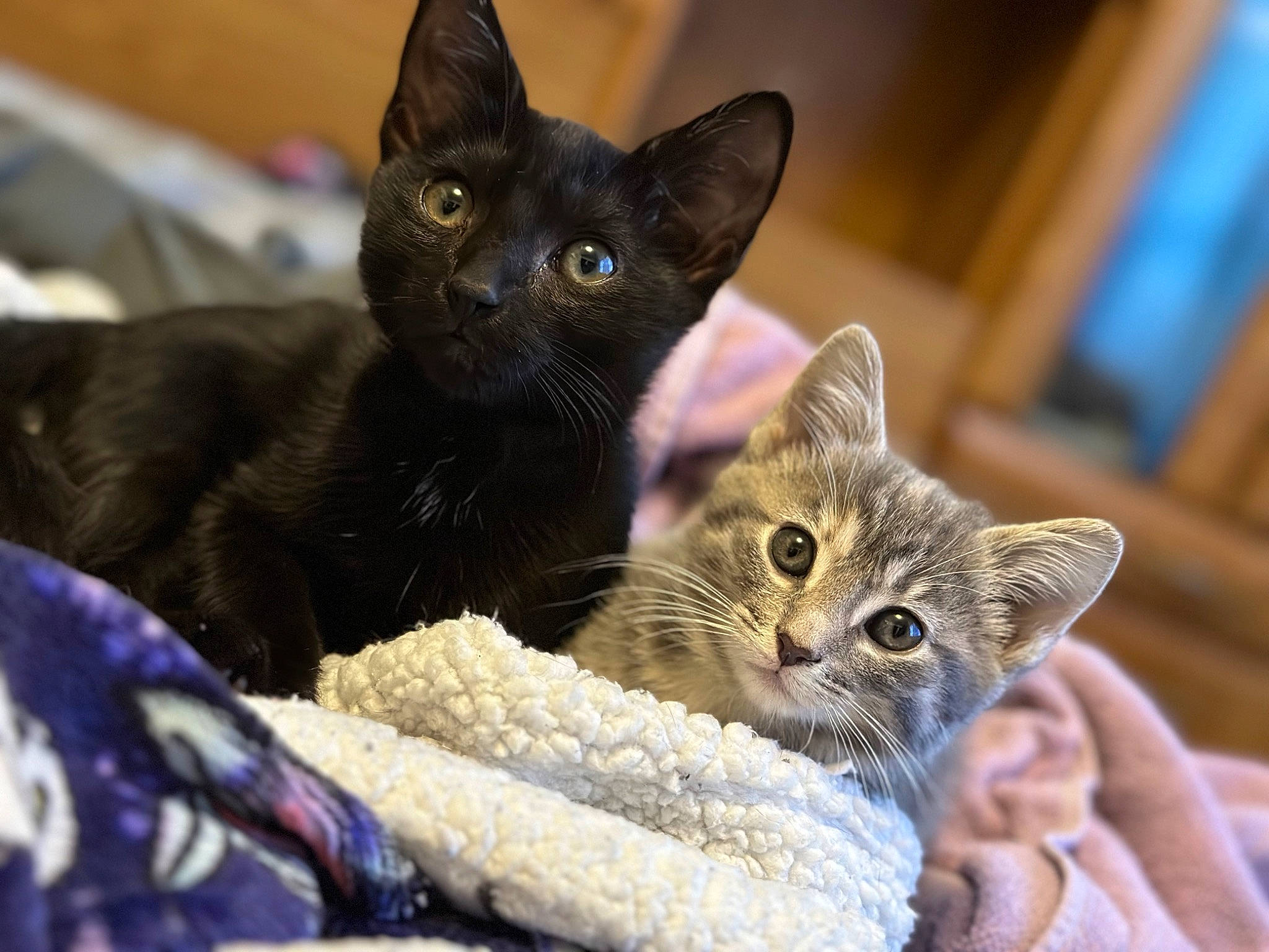 Millie And Pumpkin joined the competition — help win amazing prizes! carnivore, cat, cat_furniture, cat_supply, claw, comfort, domestic_short_haired_cat, fawn, felidae, fur, havana_brown, paw, small_to_medium_sized_cats, snout, whiskers