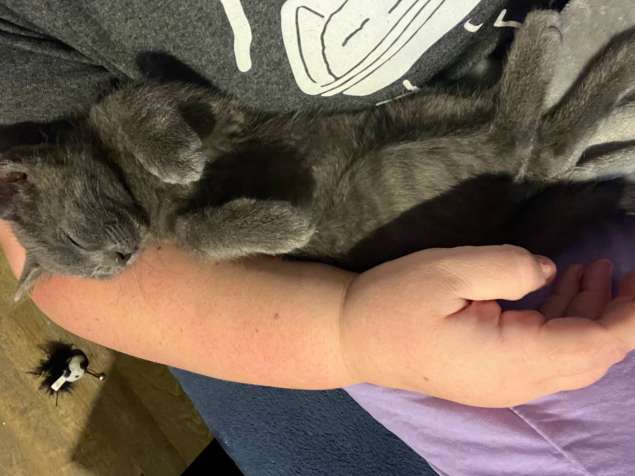 Draco is registered to the contest to win money with this photo: comfort, dog_breed, elbow, eyewear, fawn, felidae, finger, foot, gesture, grey, human_body, human_leg, knee, nail, sleeve, t_shirt, tail, thigh, thumb, wrist