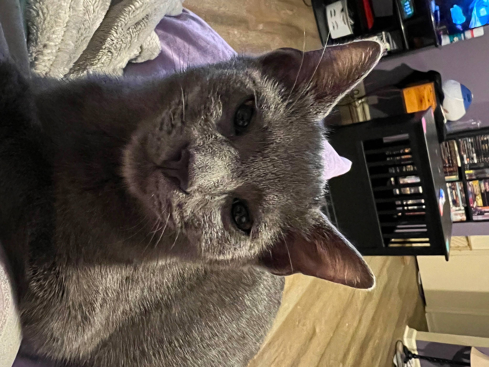 Draco joined the competition — help win amazing prizes! carnivore, cat, claw, computer_keyboard, desk, domestic_short_haired_cat, felidae, flooring, fur, hardwood, russian_blue, small_to_medium_sized_cats, snout, tail, terrestrial_animal, whiskers, wood