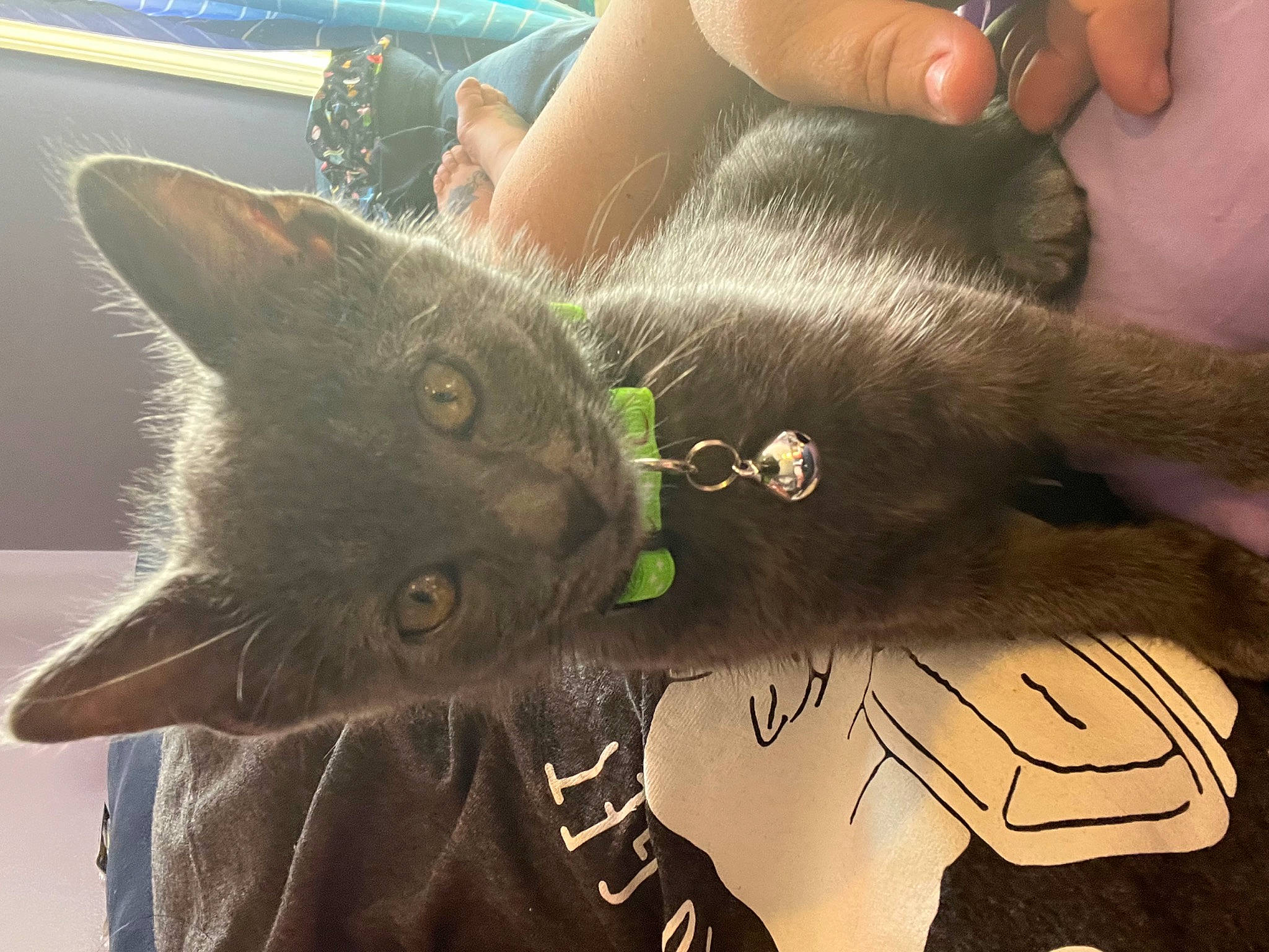 Draco joined the competition — help win amazing prizes! carnivore, cat, claw, domestic_short_haired_cat, fashion_accessory, felidae, finger, foot, fur, gesture, hand, nail, paw, russian_blue, small_to_medium_sized_cats, tail, thumb, whiskers, wrist