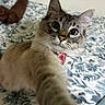 cat, selfie, paw, bed, blanket, floral_pattern, indoor, curious, whiskers, feline, pet, domestic_animal, closeup, cute, tabby, collar, toy, soft, mammal, animal
