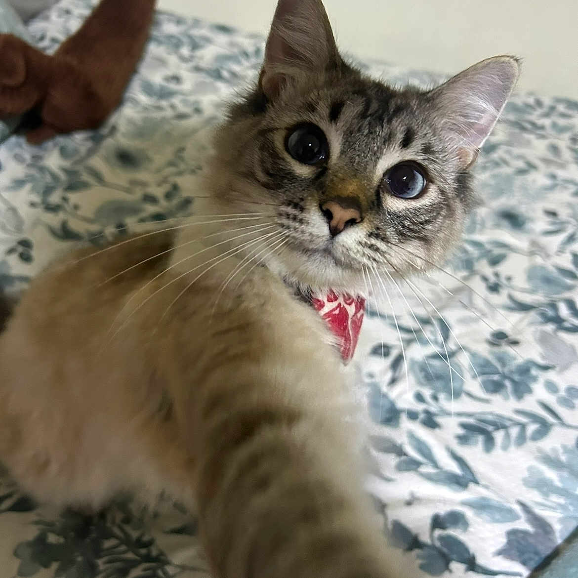 Cleo