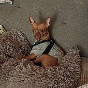 Lilbit joined the competition — help win amazing prizes! dog, small_dog, pet, animal, portrait, sitting, fluffy_bed, dog_bed, sofa, couch, indoor, home, harness, shirt, clothing, brown_dog, pointed_ears, looking_at_camera, cozy, phone_screenshot