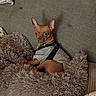dog, small_dog, pet, animal, portrait, sitting, fluffy_bed, dog_bed, sofa, couch, indoor, home, harness, shirt, clothing, brown_dog, pointed_ears, looking_at_camera, cozy, phone_screenshot