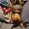 Lilbit joined the competition — help win amazing prizes! dog, pet, sleeping, upside_down, lying_down, bed, blanket, harness, collar, brown_dog, indoor, cozy, relaxed, cute, paws, snout, ears, bedding, portrait, photograph