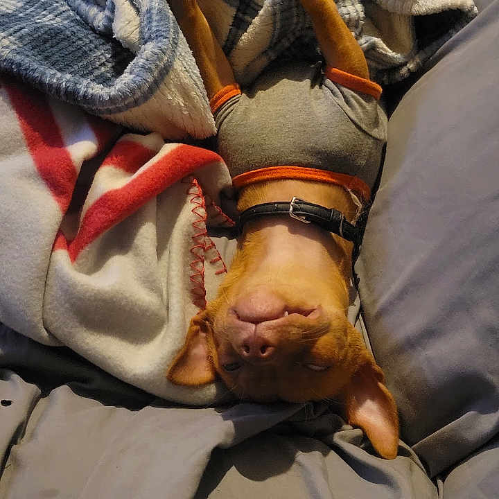 Lilbit