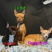 Addielil Bitpeggysue is registered to the contest to win money with this photo: animal_portrait, black_dog, blanket, brown_dog, chihuahua, collars, couch, dogs, group_portrait, indoor, large_ears, lying_down, pet_names, pets, puppies, sitting, small_dogs, tan_dog, text_overlay, three_dogs