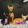 animal_portrait, black_dog, blanket, brown_dog, chihuahua, collars, couch, dogs, group_portrait, indoor, large_ears, lying_down, pet_names, pets, puppies, sitting, small_dogs, tan_dog, text_overlay, three_dogs