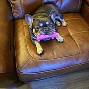 Gucci is registered to the contest to win money with this photo: dog, french_bulldog, toy, pink_toy, chewing, leather_chair, brown_chair, pet, indoor, floor, wood_floor, animal, cute, sitting, one_eye, paw, snout, ears, relaxed, companion