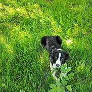 Balou a rejoint le concours — aidez-le/la à gagner de superbes lots ! dog, black_and_white, grass, outdoor, leash, greenery, sunlight, nature, animal, pet, curious, canine, field, spring, summer, plant, leaf, walking, daytime, playful