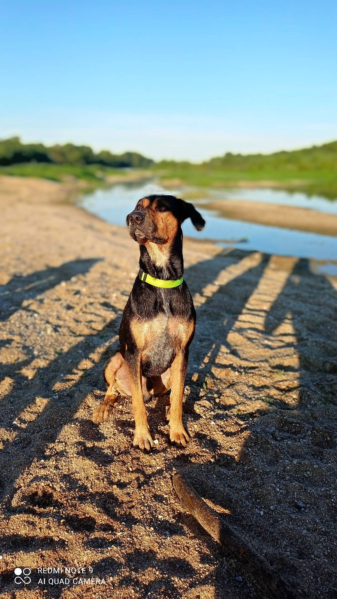 Oreo participe au concours pour gagner de l'argent avec cette photo : carnivore, collar, companion_dog, dog, dog_breed, dog_collar, fawn, grass, horizon, landscape, morning, plant, shore, sky, soil, sporting_group, tree, water, wilderness, working_animal
