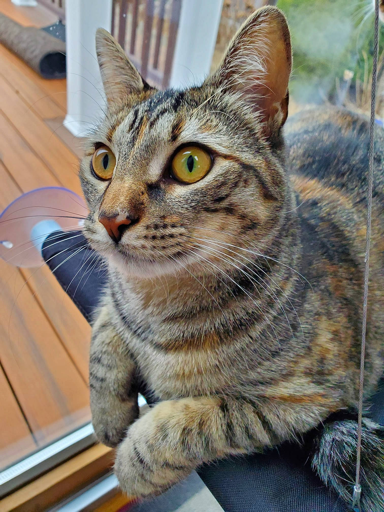 Jelly joined the competition — help win amazing prizes! carnivore, cat, domestic_short_haired_cat, felidae, fur, grass, hardwood, paw, sitting, small_to_medium_sized_cats, snout, terrestrial_animal, tree, varnish, whiskers, wildlife, window, wood